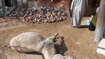 «الداخلية» تكشف سر «سلخ الحمار الميت» في الشرقية