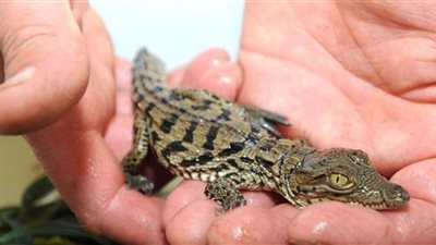 تفسير حلم أكل لحم التمساح في المنام لابن سيرين والإمام الصادق