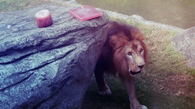 حديقة تطعم الحيوانات مثلجات بنكهات مختلفة للتخفيف من شدة الحرارة