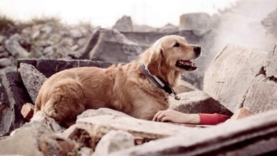 كلاب تُشارك في البحث عن المفقودين بعد زلزال تركيا (صور)