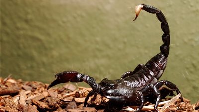 تفسير حلم لدغة العقرب الأسود في المنام لابن سيرين