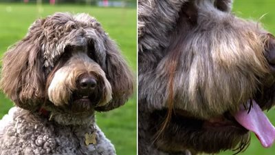 كلبة تدخل موسوعة جينيس بـ«رموشها»