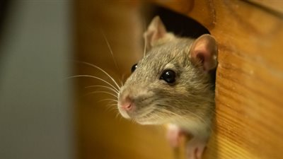 أكبر فأر في العالم يدخل موسوعة جينيس بعد تخطيه الـ9 سنوات