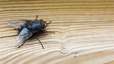 سيدة: رأيت الذباب يخرج من فمي بالمنام «تفسير الحلم لابن سيرين»