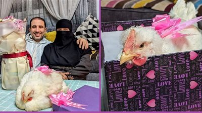 «بفرخة وزجاجة زيت» أغرب هدية من رجل منوفي لزوجته في عيد الحب 