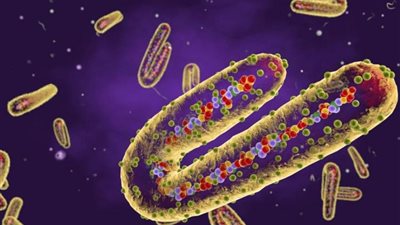 صدمة عن فيروس ماربورج والصحة تصدر بيانا عاجلا