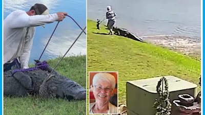 هاجمها بوحشية| تمساح طوله 10 أقدام يأكل «مسنة 85 عامًا» في فلوريدا 