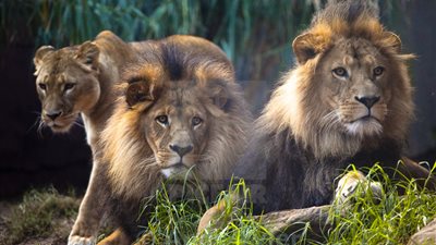 «آكلي البشر في نجومبي» عصابة الأسود التي أكلت 1500 بشري لمدة 15 عامًا