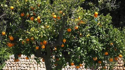 تفسير حلم شجرة البرتقال في المنام للعزباء والمتزوجة والمطلقة