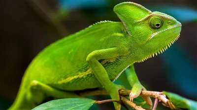 تفسير حلم موت الحرباء في المنام للعزباء والمتزوجة والمطلقة