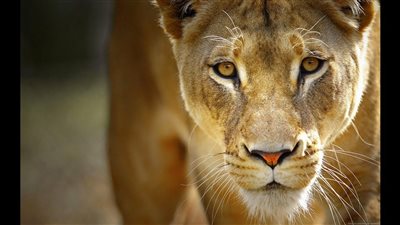 تفسير حلم اللعب مع اللبؤة في المنام للعزباء والمتزوجة والمطلقة