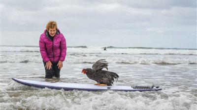 «السيدة تشوك» دجاجة تمارس ركوب الأمواج وتجتاز خمس موجات في اليوم