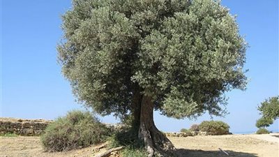 تفسير حلم شجرة الزيتون في المنام وعلاقته بزوال الهم والحزن