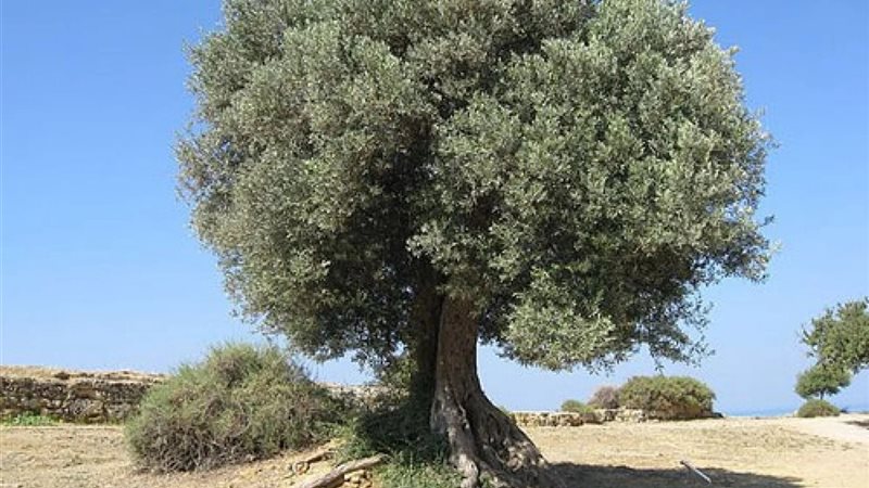 تفسير حلم شجرة الزيتون
