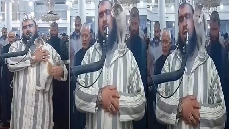 قطة الشيخ مهساس