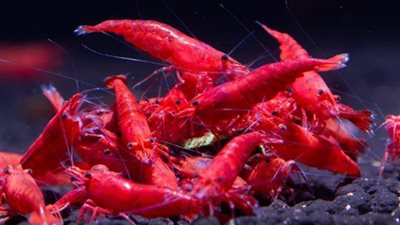 منى زكي تشوق المصريين بفوائد جمبري الفراولة 