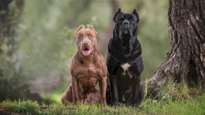 «سجن مؤبد وغرامة» عقوبات رادعة لحيازة حيوانات خطرة في البيوت