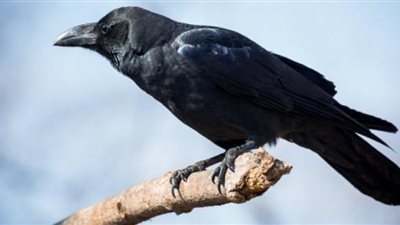 مشهد عجيب| غراب يلقي علم إسرائيل على الأرض بعد انتزاعه (فيديو)