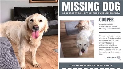 «المعنى الحقيقي للوفاء» كلب يسير 27 يومًا وسط الغابات ليعود إلى عائلته القديمة 