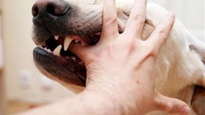 إصابة 12 بجروح خطيرة| كلب مسعور يثير الفزع في الغربية 