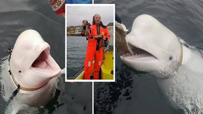 الحوت الجاسوس «هفالديمير» يعاود الظهور على الساحل السويدي بعد 4 سنوات 