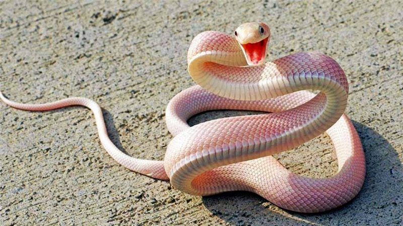 تفسير حلم الثعبان
