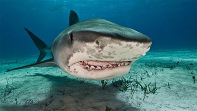 تفاصيل هجوم سمكة قرش النمر Tiger Shark على السائح الروسي بعد اصطيادها بالغردقة