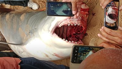 صدمة على السوشيال ميديا بعد تداول فيديو هجوم قرش الغردقة