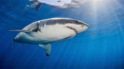 عمرو أديب يكشف مفاجآت في حادث سمكة القرش (فيديو)