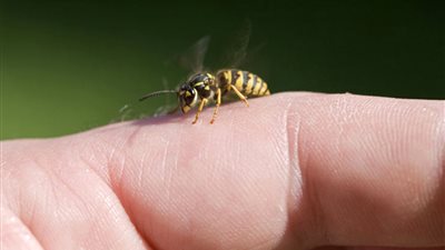 تفسير حلم لدغة النحل يحمل البشرى في هذه الحالة