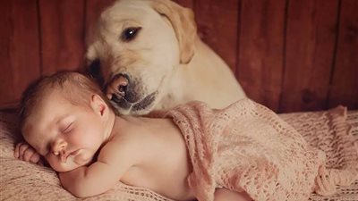 هل الأطفال خطر على صحة الكلاب؟| دراسة صادمة تجيب 