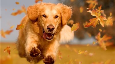 دراسة: تزداد رغبة الكلاب في عض البشر بنسبة 11% بالأجواء الحارة 