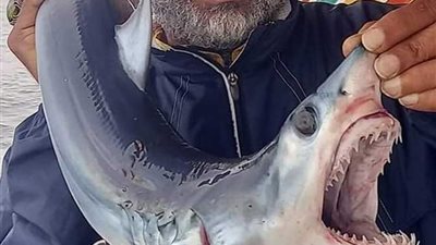 ظهور سمك القرش في الإسكندرية| نقيب الصيادين يكشف السبب بعد حادث الغردقة (صور)