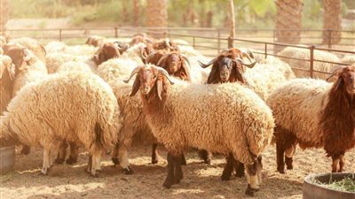 المفتي: اقتراض غير القادر لشراء الأضحية جائز شرعا في هذه الحالة