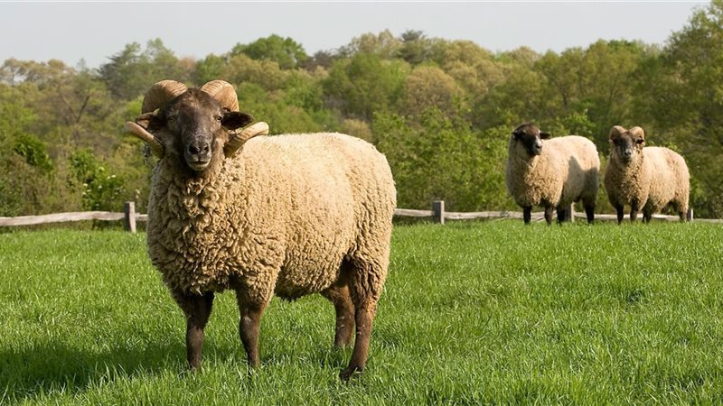 أضحية العيد
