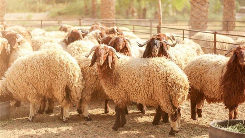 حكم الاقتراض لشراء