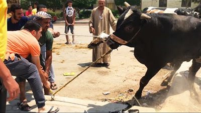 «العجول الهربانة» تتصدر التريند في أول أيام عيد الأضحى (فيديو)