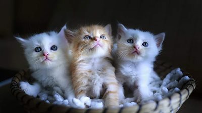 لغز اختفاء القطط في عيد الأضحى| 3 أساطير مُرعبة تكشف الحقيقة