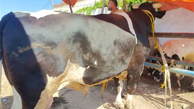 أكبر عجل في مصر| وزنه 1500 كيلو ويأكل أعلافا بـ500 جنيه يوميا (صور)