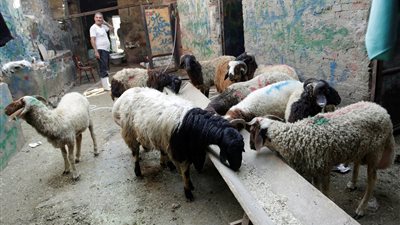 الزراعة: ذبح 8700 أضحية في المجازر خلال ثاني أيام عيد الأضحى 2023