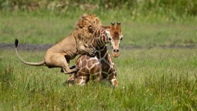 كيف تموت الحيوانات وما مصير أرواحها يوم القيامة؟ أستاذ بالأزهر يجيب (فيديو)