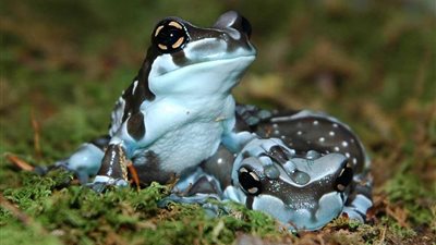 تفسير حلم الضفدع الميت للعزباء والمتزوجة والمطلقة