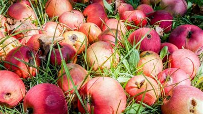 تفسير حلم أكل التفاح الفاسد تحذير من مشاكل مع زوجك