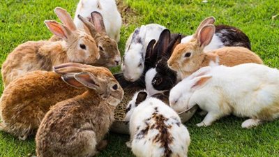 تفسير حلم ذبح الأرنب في المنام وعلاقته بالخيانة الزوجية