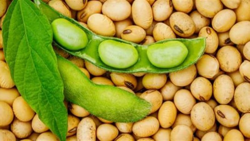 اسعار الصويا في مصر