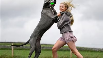 بحجم حصان صغير| دنماركي طوله أكثر من 6 أقدام سيحطم الرقم القياسي لأطول كلب في العالم 