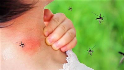 5 طرق للوقاية من حمى الضنك بعد انتشارها في محافظة قنا 