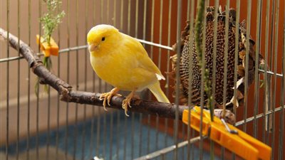 تفسير حلم العصفور في القفص بالمنام للعزباء والمتزوجة والمطلقة والحامل