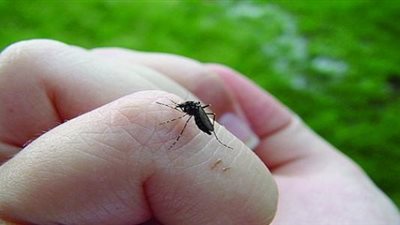 «الصحة العالمية»: حمى الضنك تسبب الوفاة في هذه الحالة