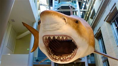 تتعاطى المخدرات وحبوب الهلوسة| «كوكايين شاركس» وثائقي يفسر السلوك العنيف لأسماك القرش تجاه البشر